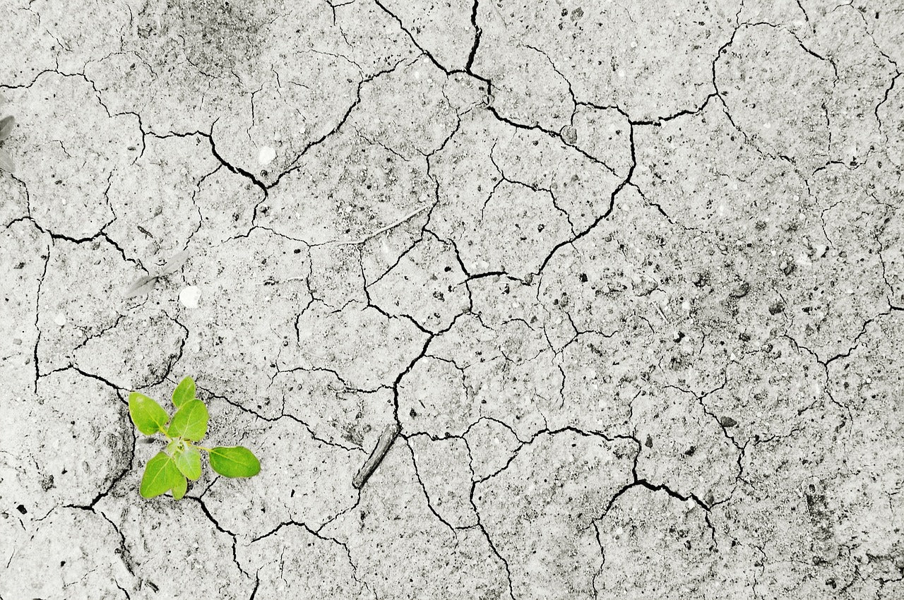 Le guide : 10 astuces pour economiser l'eau au jardin