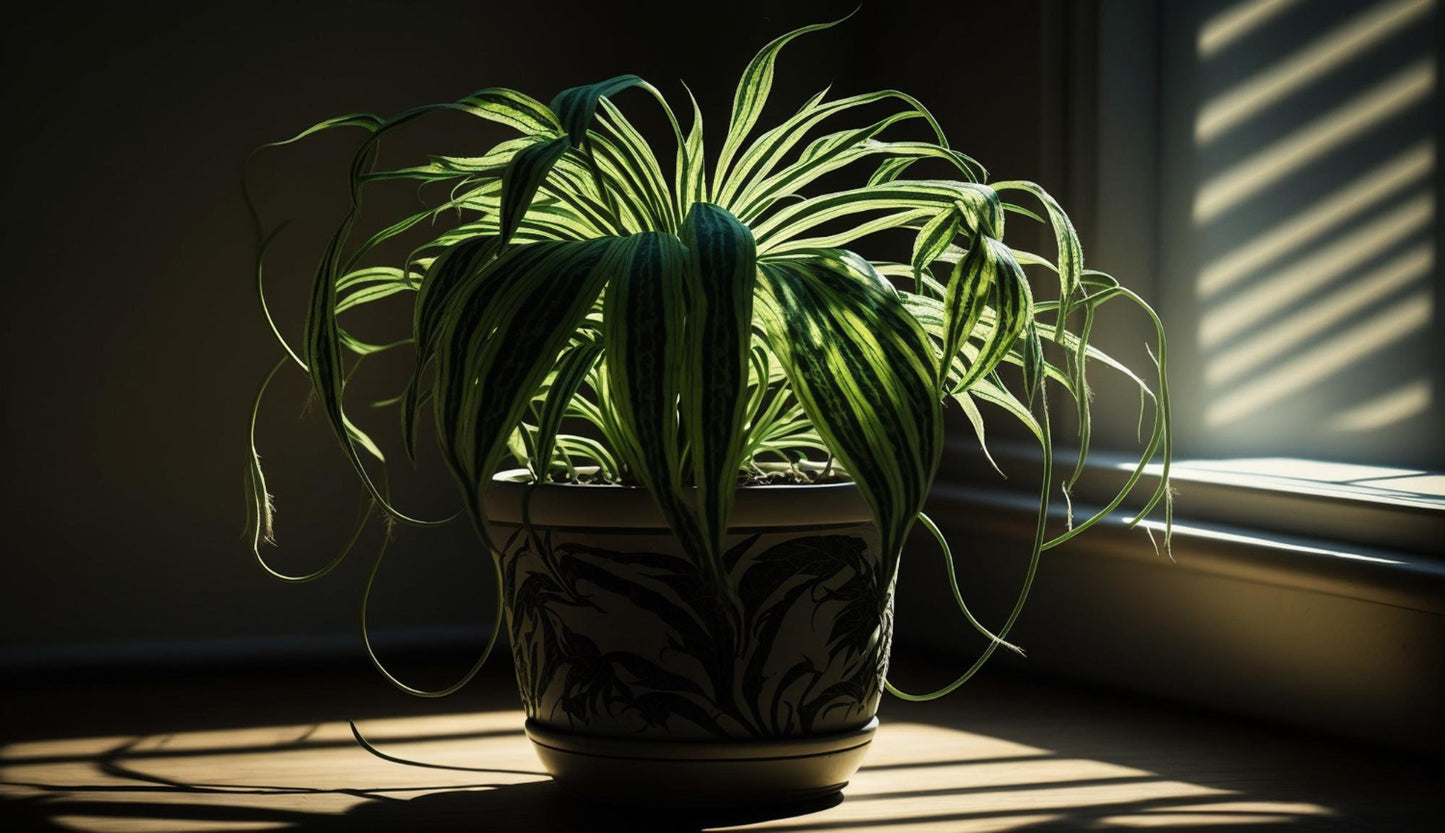 TOP des 20 Plantes d’Intérieur Idéales pour les Endroits les moins lumineux