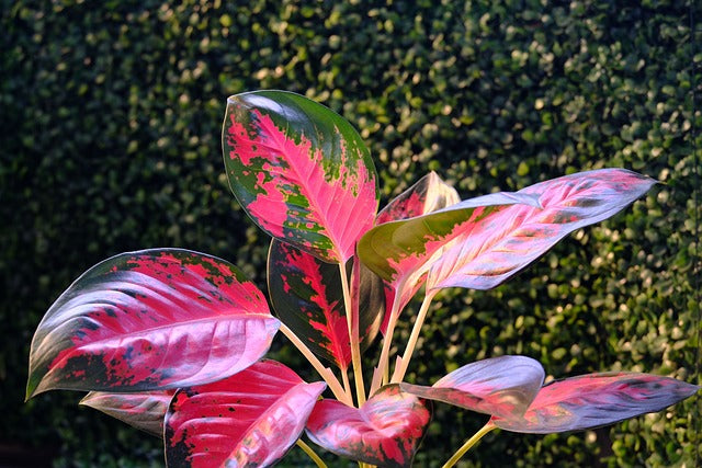 Découvrez la Beauté et l'Élégance des Aglaonema : Variétés, Caractéristiques et Conseils d'Entretien