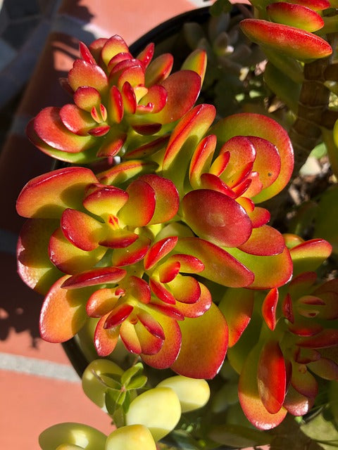 Les Crassula : Arbre de Jade, Joyaux des Succulentes