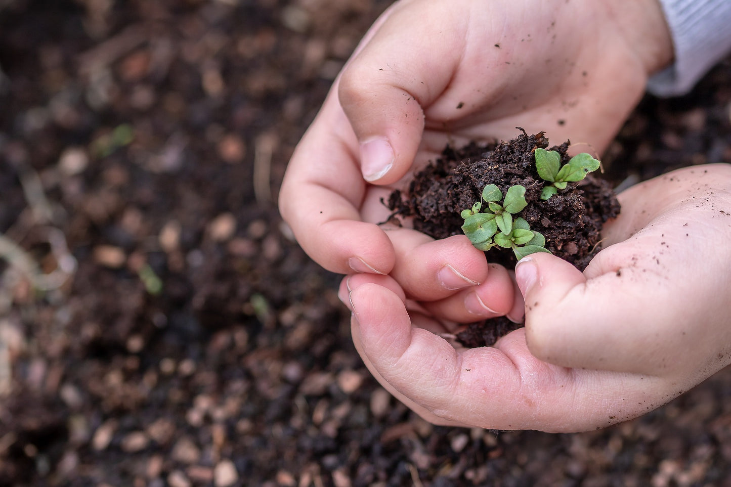 Comprendre les differents substrats pour ses plantes d'interieur