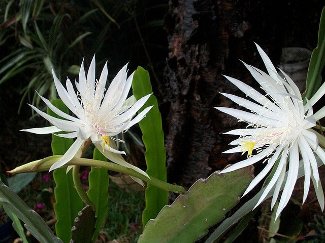 Les Epiphyllum et les cactus épiphytes : Conseil, Entretien et Astuces