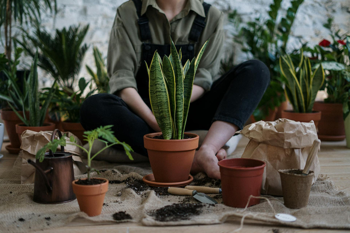 Guide d’entretien complet des plantes : tout ce qu’il faut savoir