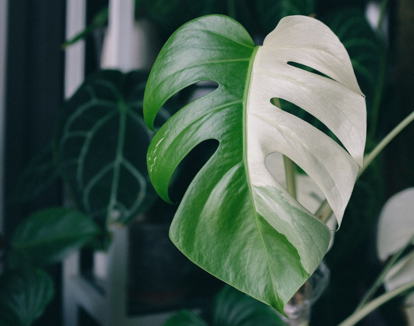 Le Monstera deliciosa variegata : une plante d'intérieur Unique