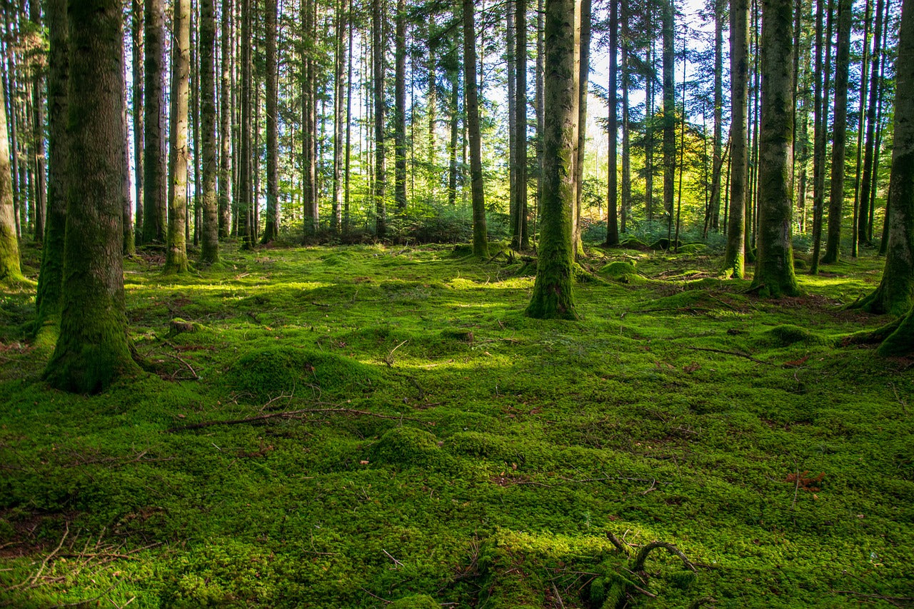 Murs de mousse : un moyen naturel et écologique d’améliorer vos espace de vie