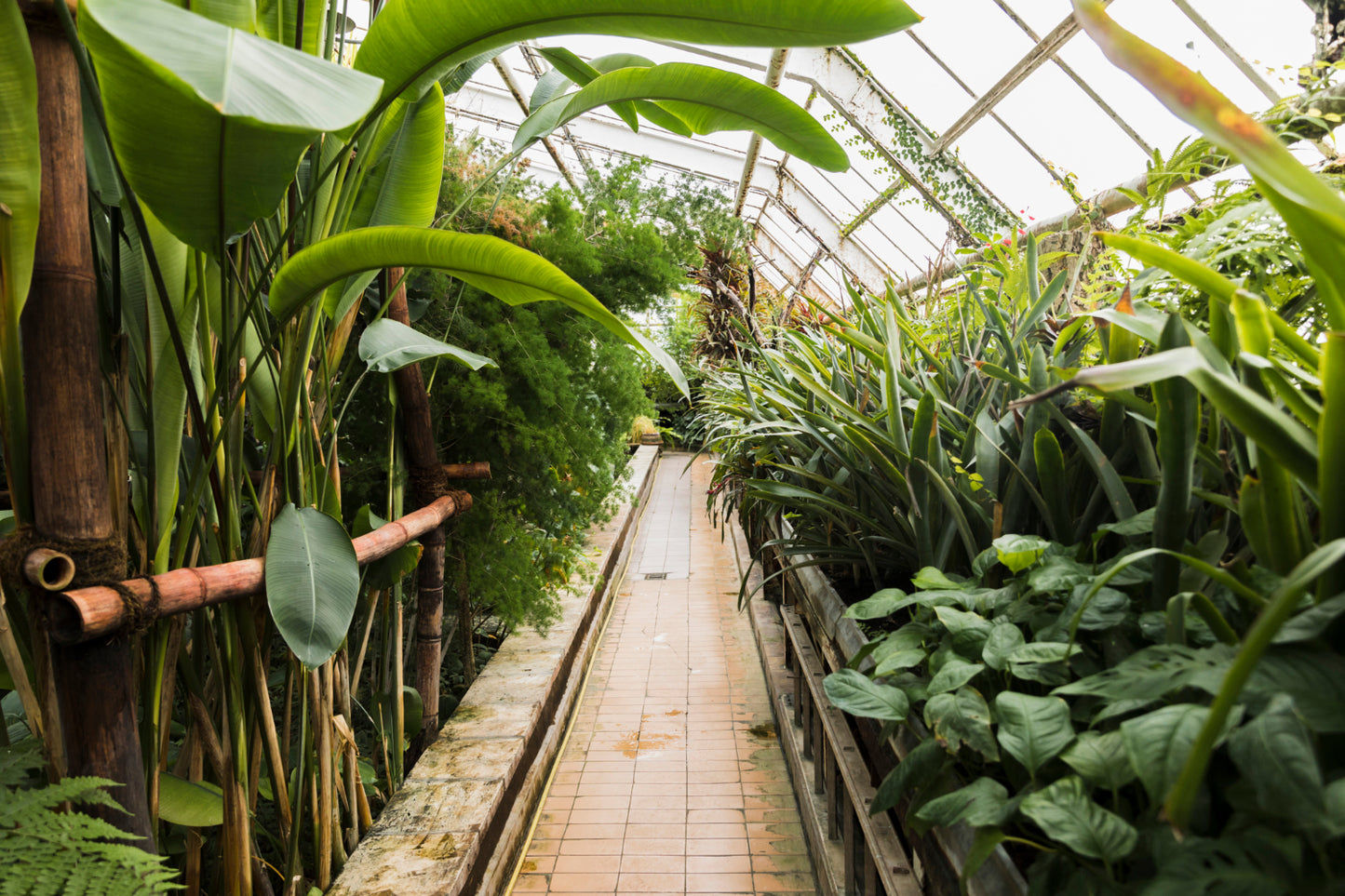 NATURA : Les spécialistes des Plantes Exotiques et Méditerranéennes à Béziers