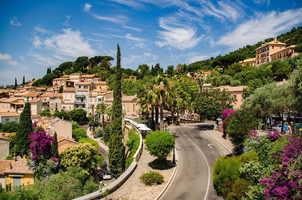 Plantes du sud de la France