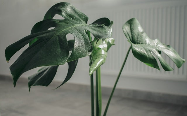 Les Plantes Artificielles Modernes : du plastique recyclés et des détails incroyable.