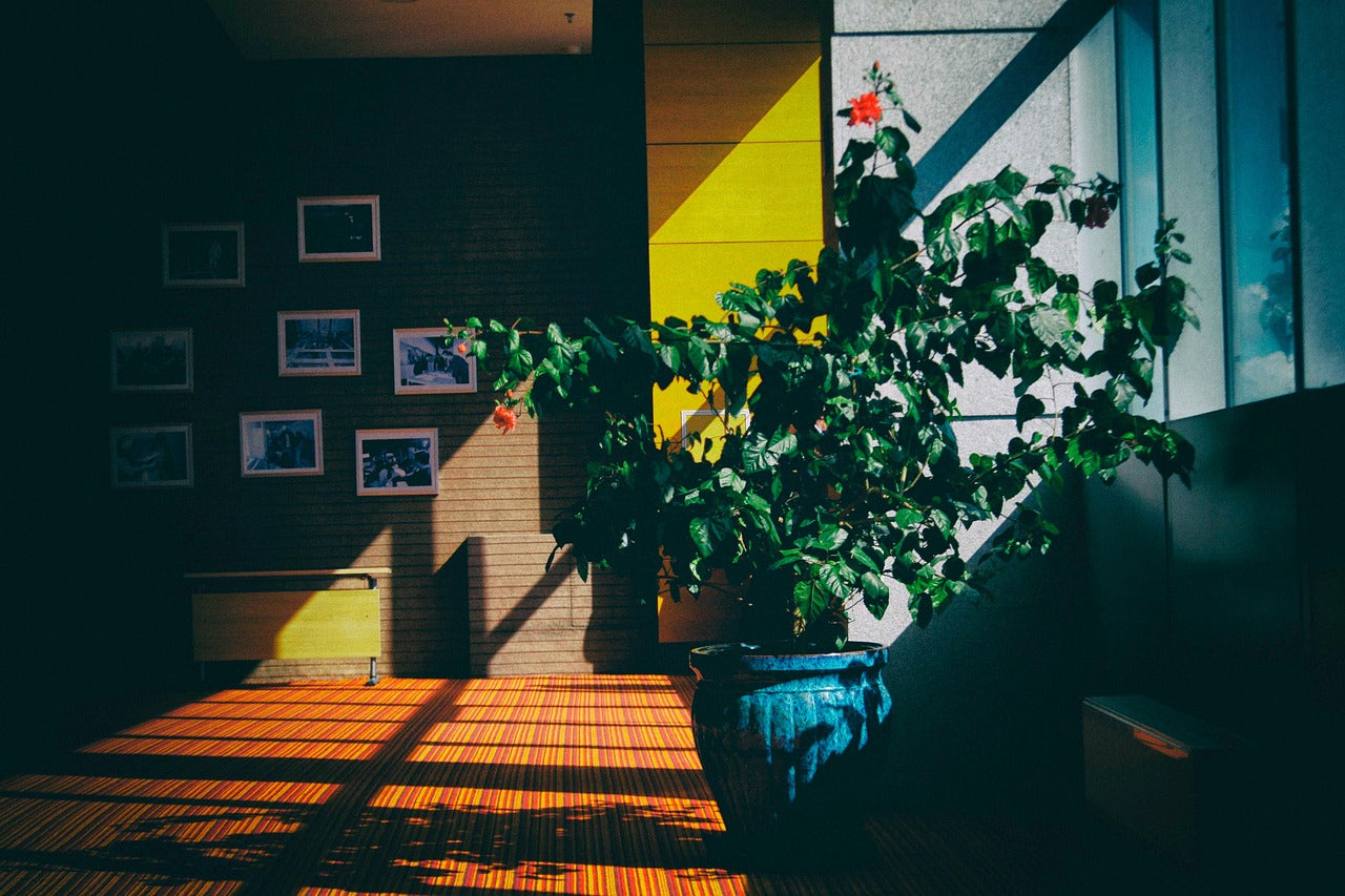 Quelle plantes choisir pour son interieur ?