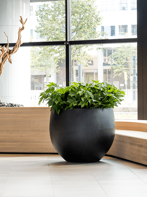 Découvrez les pots en Fiberstone : Élégance, Durabilité ,Polyvalence, le matériau idéal