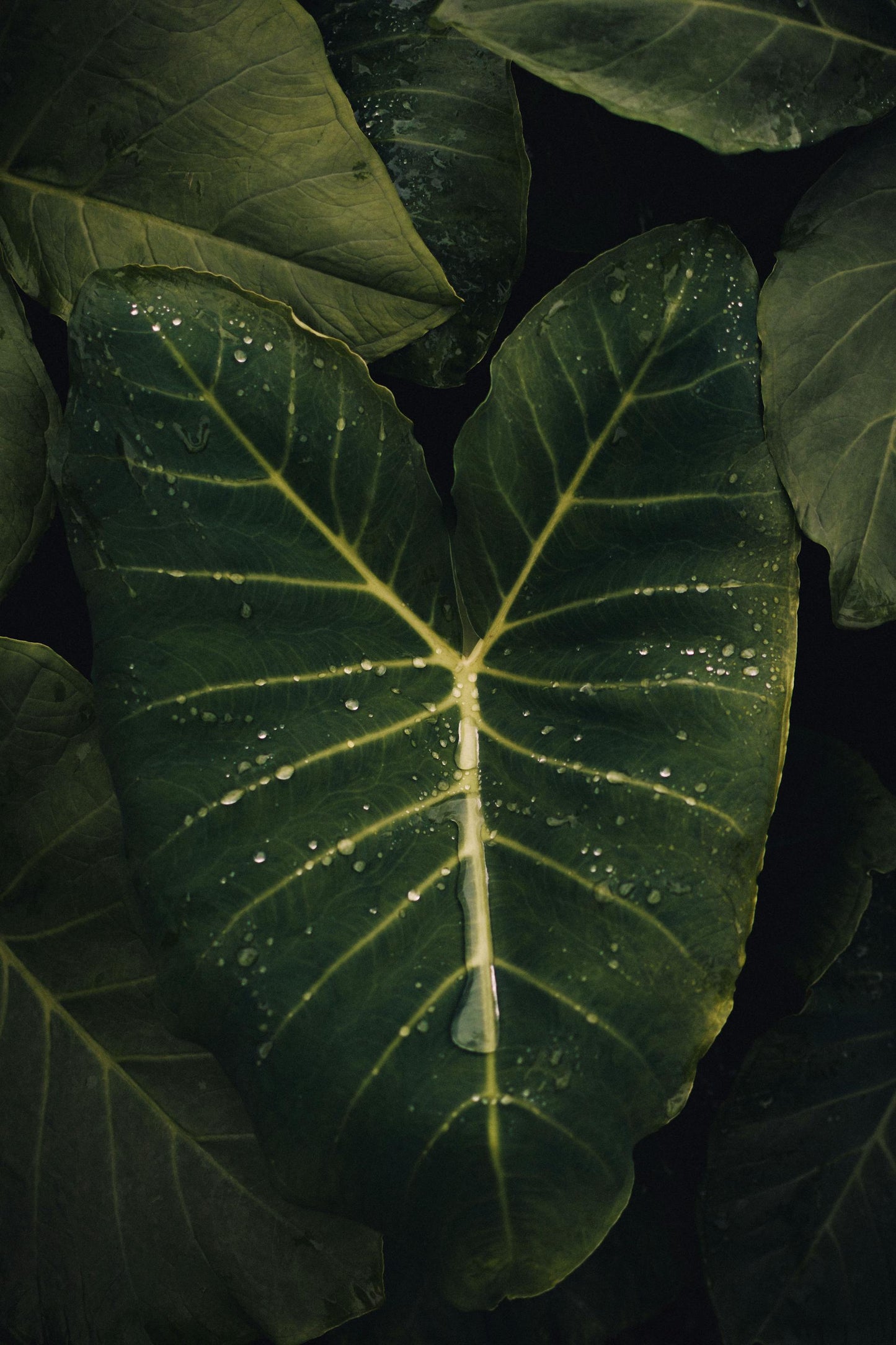 Plantes Vertes Originales : Sublimez Votre Intérieur avec des Espèces Uniques