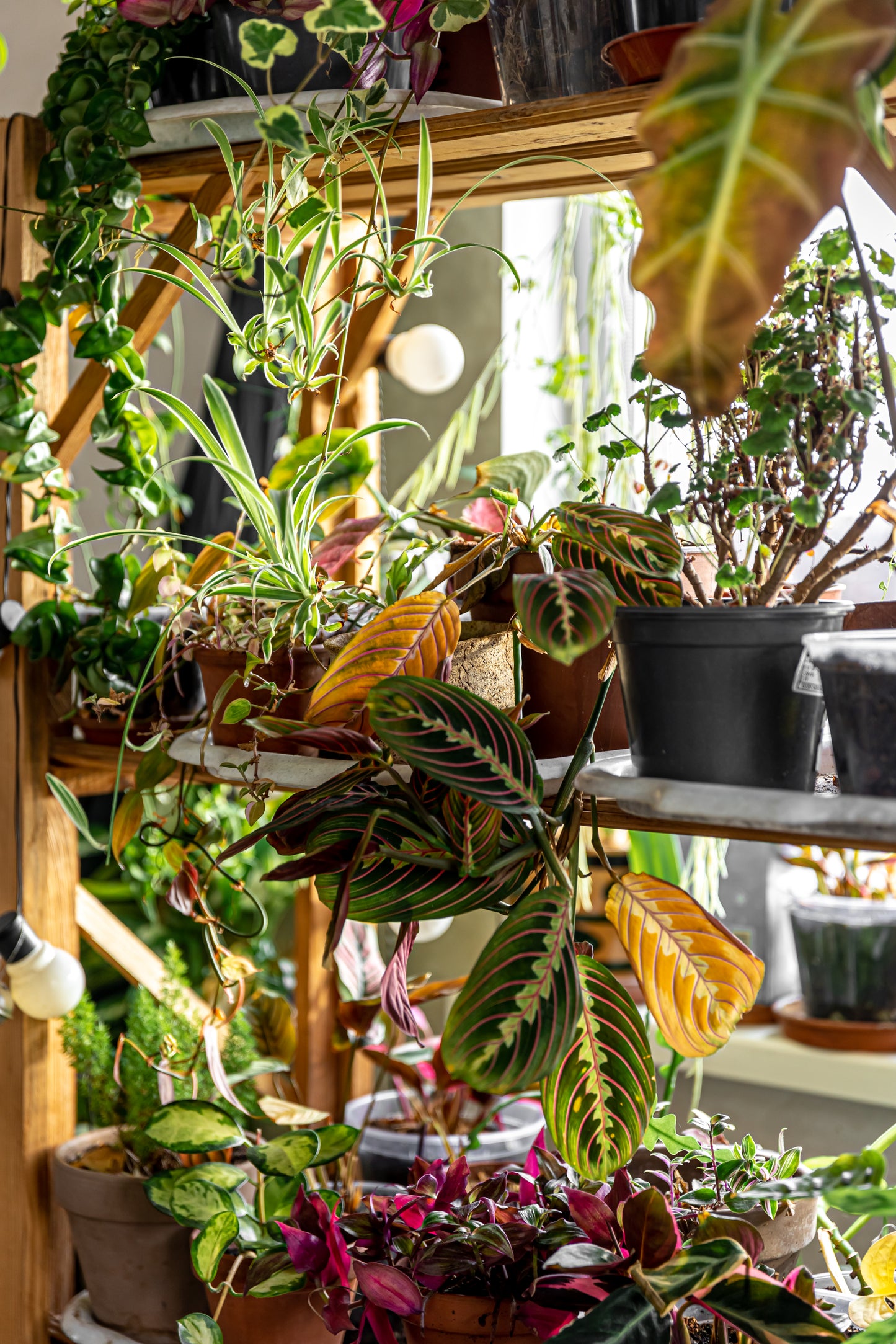 L'art de la composition de plantes d'intérieur, le guide.