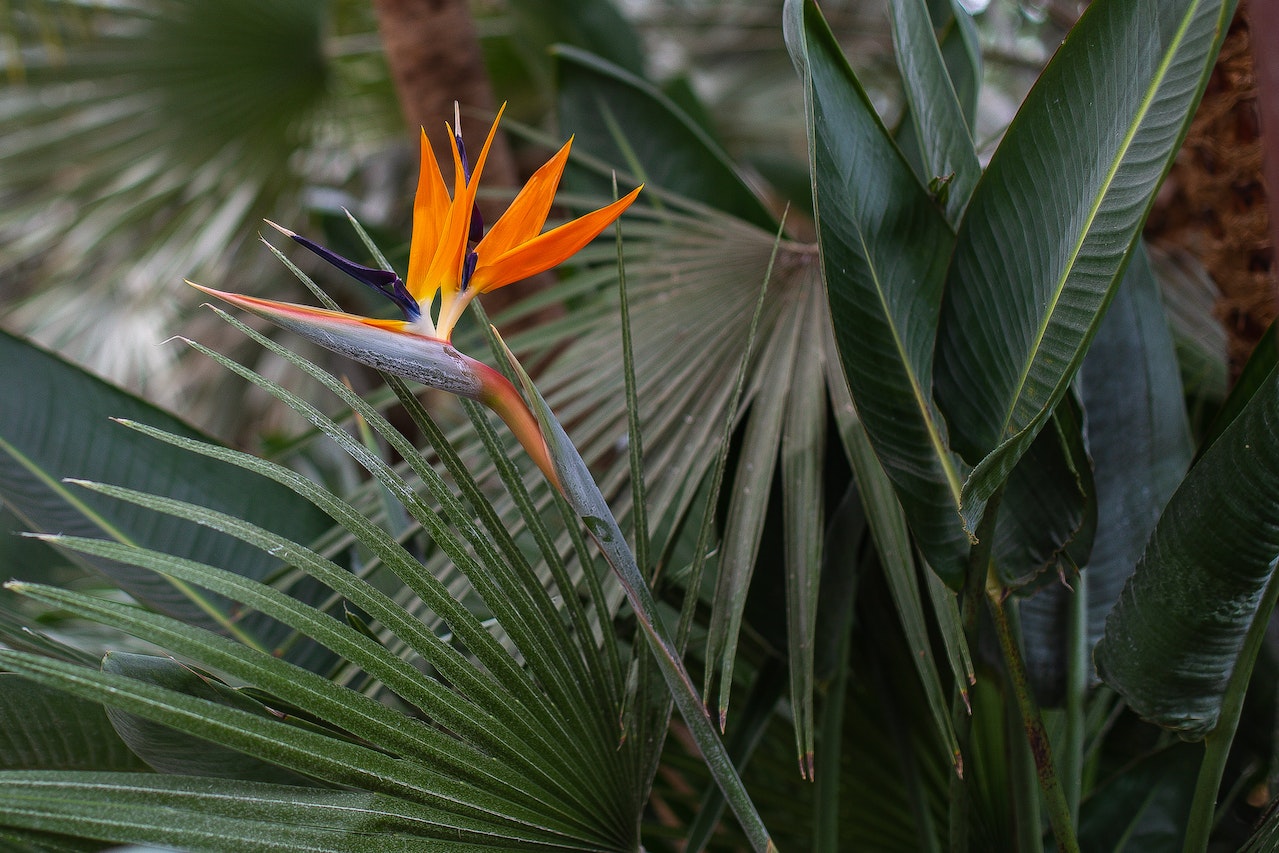 Un strelitzia peut en cacher un autre, Découvrez les 5 espéces !