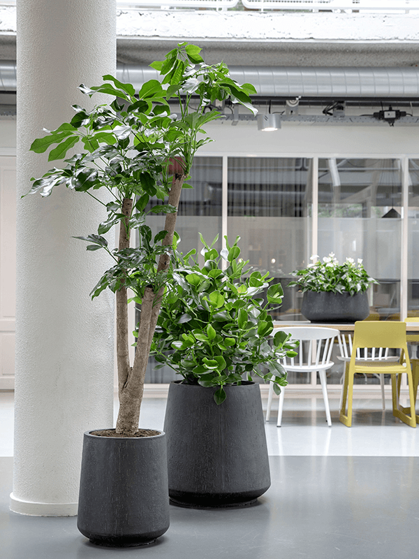 Pots, Jardinieres et Bacs à Plantes NATURA : Design, Qualité et Artisanat pour tous