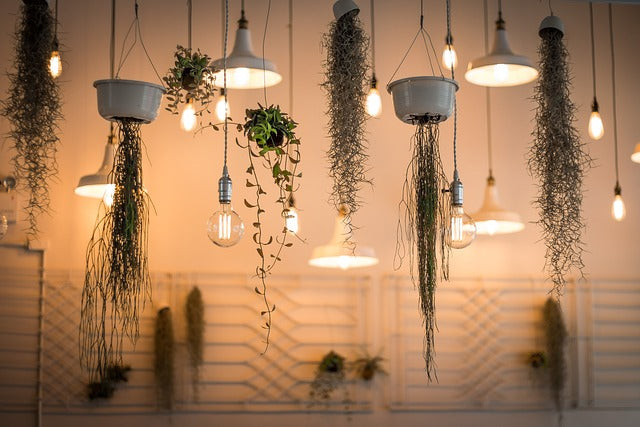 Aménager sa maison avec des plantes