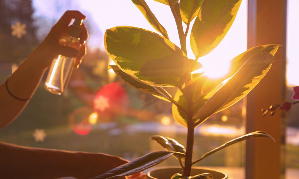 Des Plantes pour Rafraîchir Votre Intérieur avec Natura 🌞