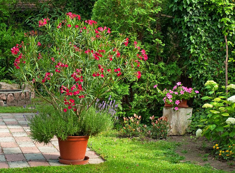 Les Plantes Polyvalentes : Interieur et exterieur
