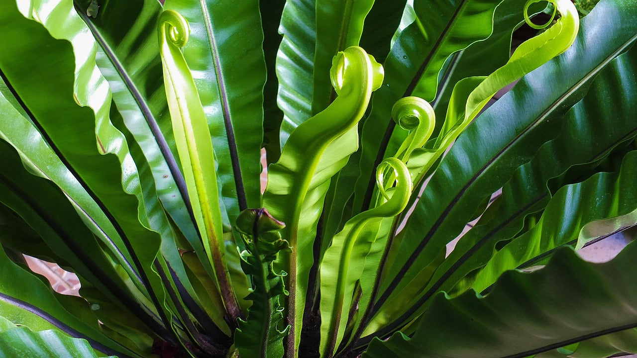 Les fougères : plantes d’ombre élégantes, résistantes et dépolluantes