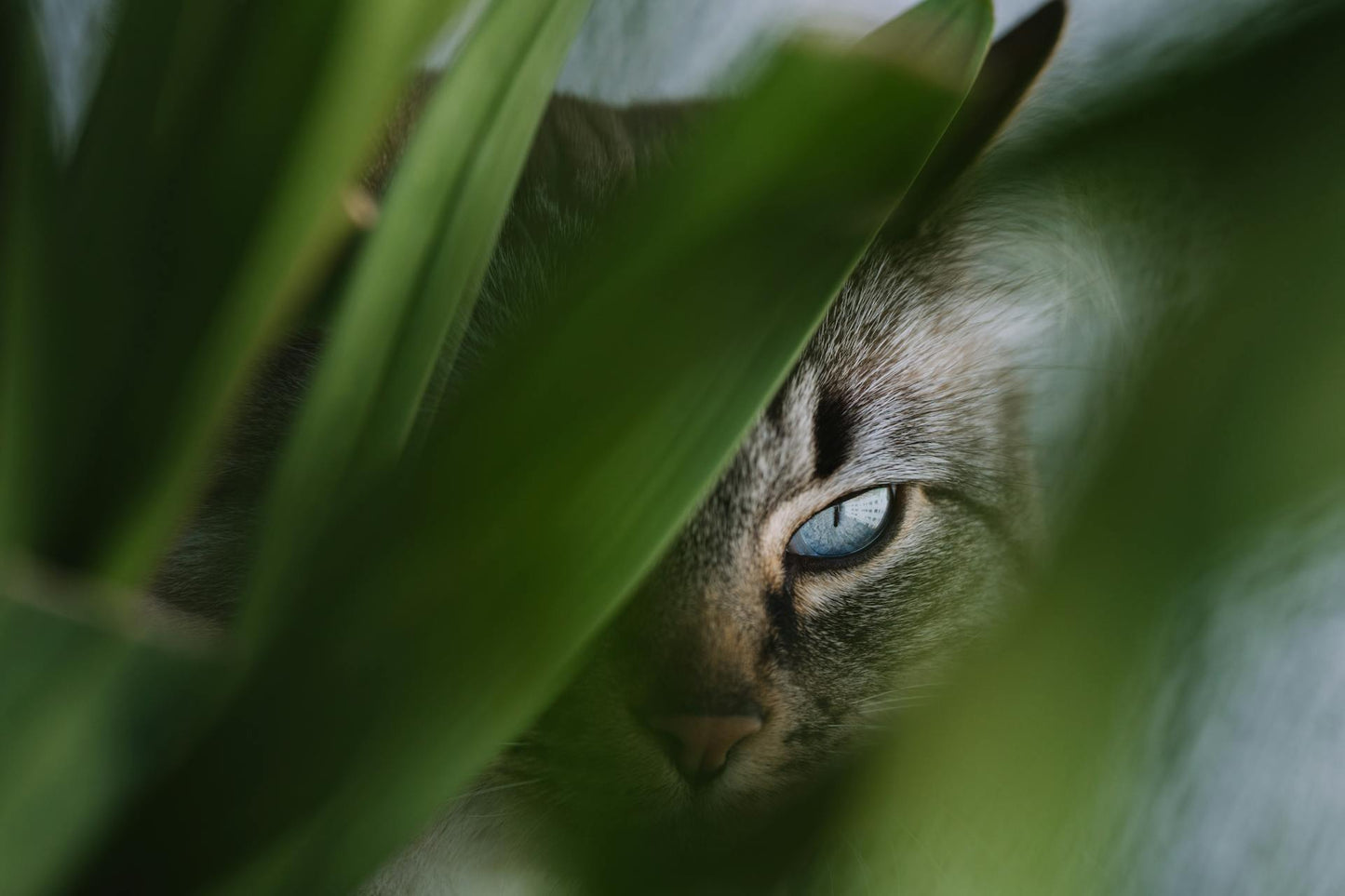 Plantes d’intérieur : les espèces de plantes dangereuses pour les chats