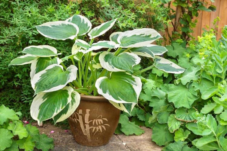 Des plantes persistantes parfaites vos jardinières toute l'année !