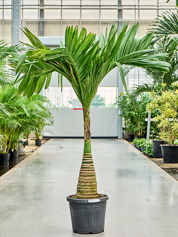 Areca catechu dwarf.