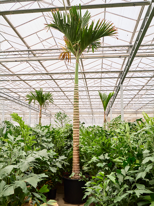 Areca catechu dwarf.