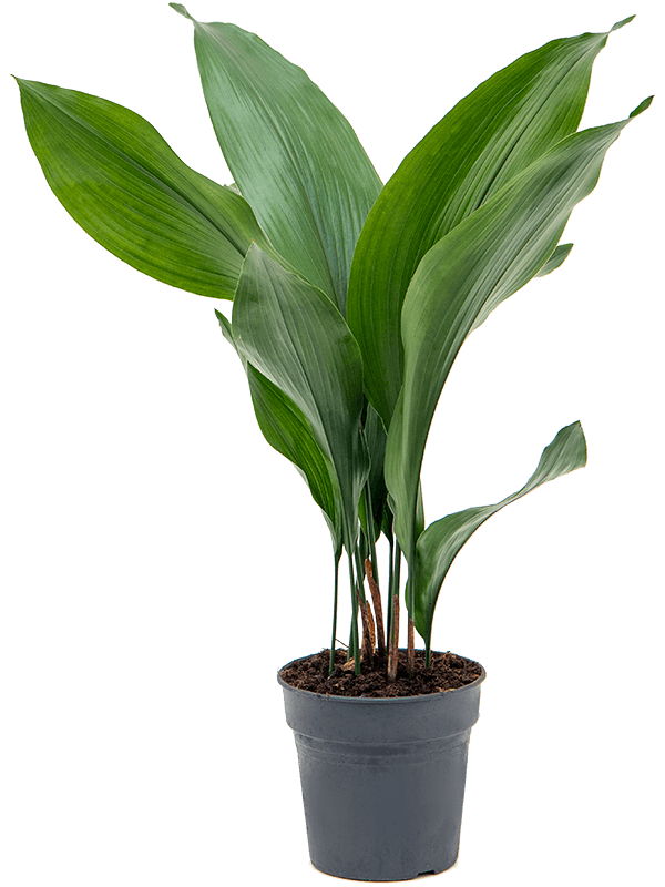 Aspidistra Elatior - Plante D'intérieur Verte Et Exotique, Très Résistante
