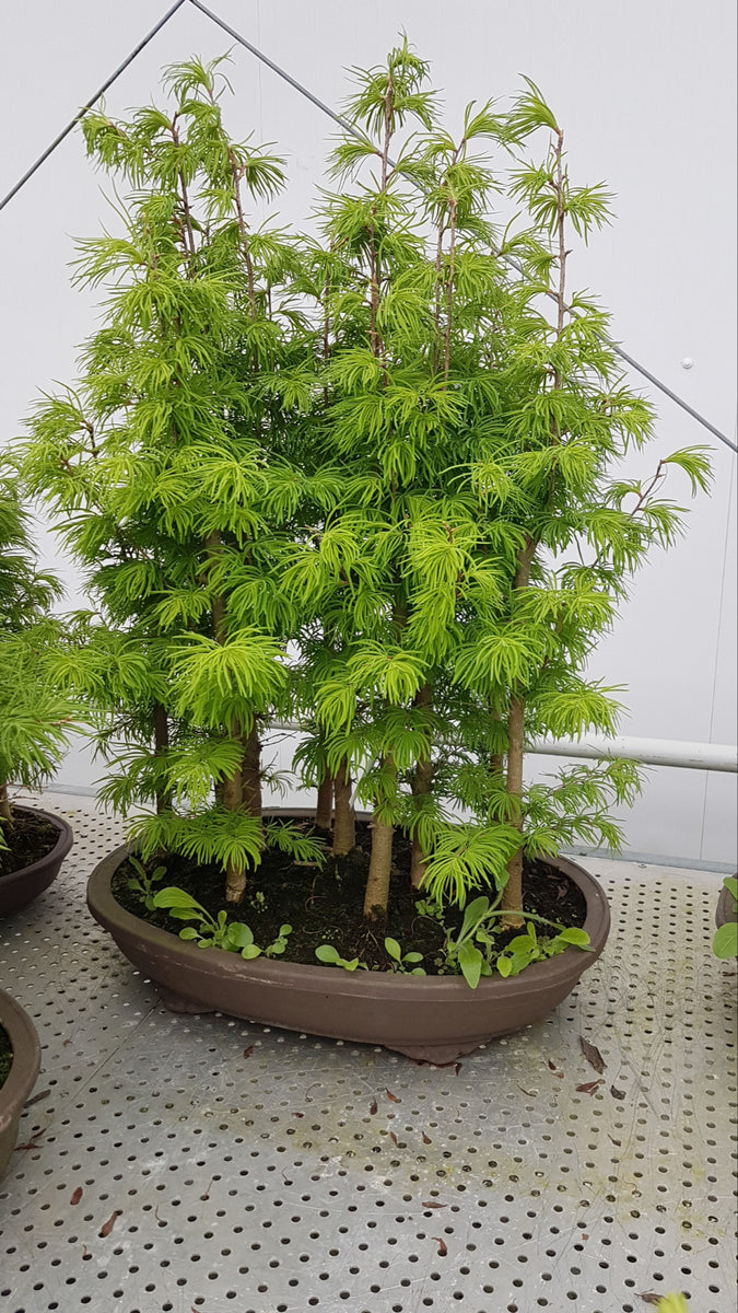 pseudolarix amabilis bonsai Bonsai Pseudolarix amabilis mélèze