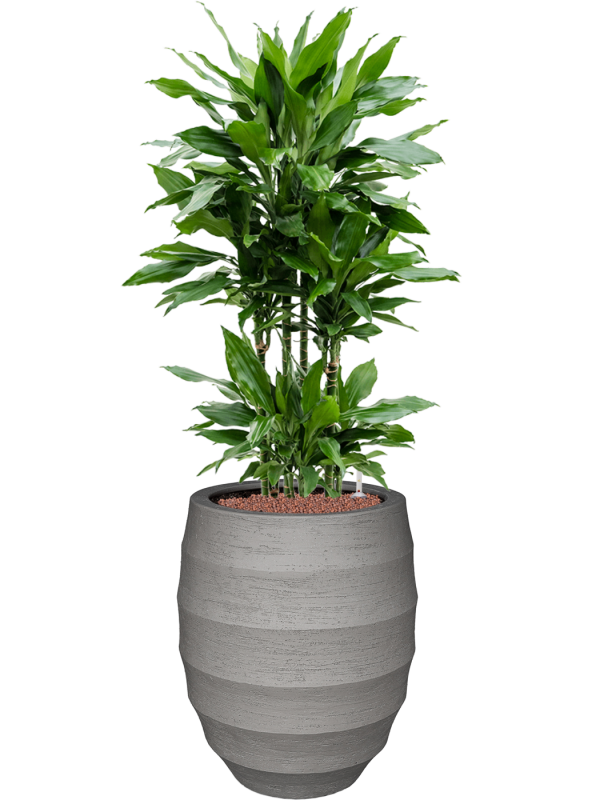 Dracaena