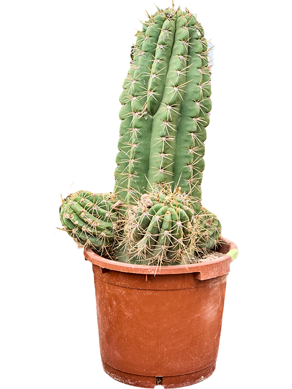 Echinopsis atacamensis Pasacana.