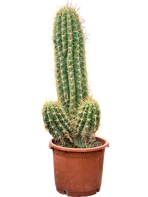 Echinopsis atacamensis Pasacana.