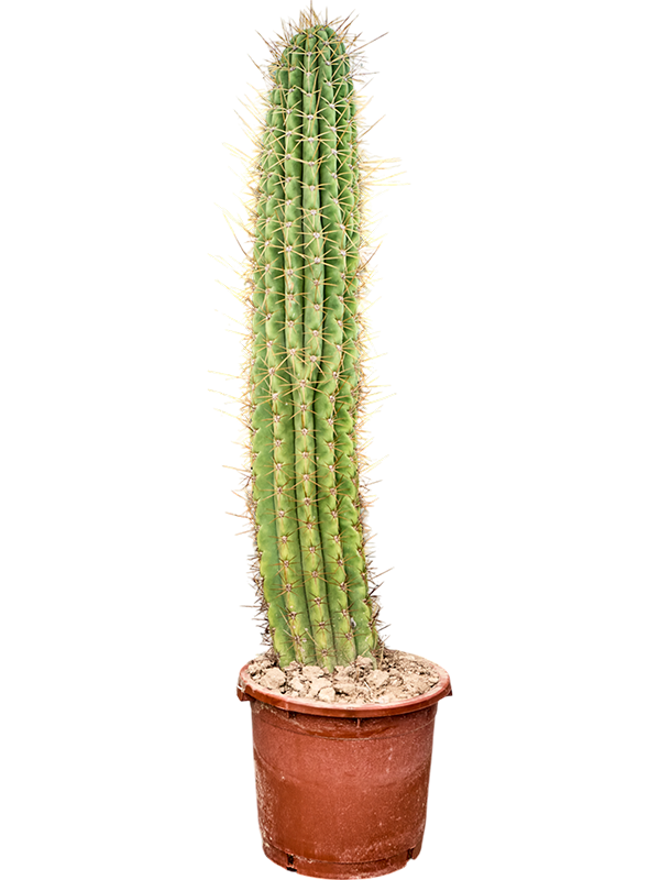Echinopsis atacamensis Pasacana.