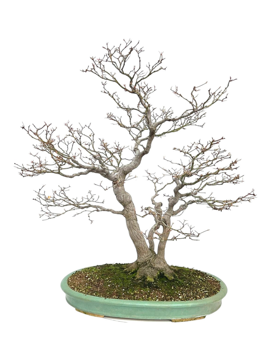 Bonsa erable du Japon Acer palmatum remarquable