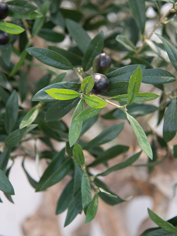 Olivier coffee artificiel.