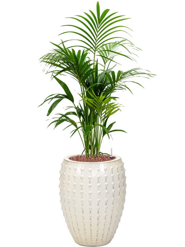 Kentia
