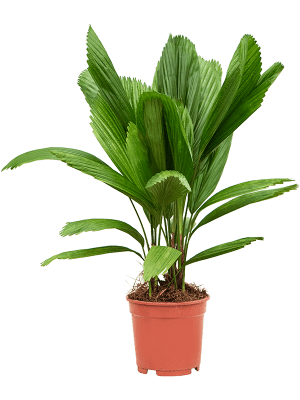 Licuala grandis palmier cuillère plante intérieur extraordinaire plante Paysagisme et aménagement vegetal Beziers