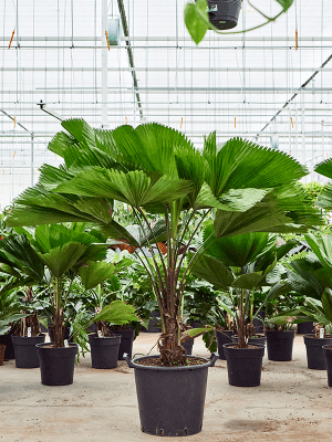 Licuala grandis palmier cuillère plante intérieur extraordinaire plante Paysagisme et aménagement vegetal Beziers