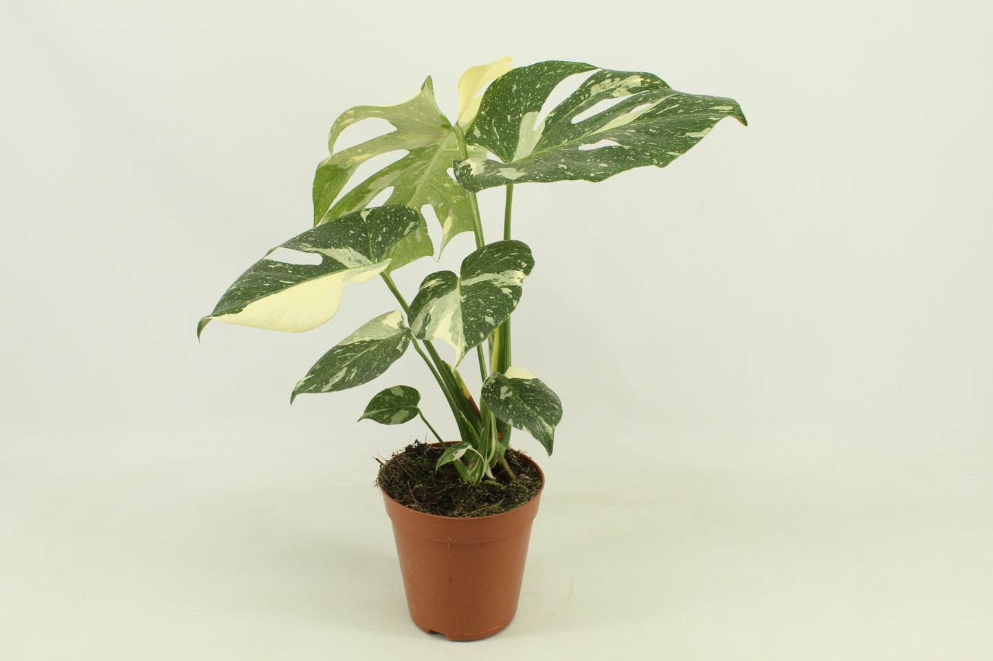 Monstera Thai Constellation.