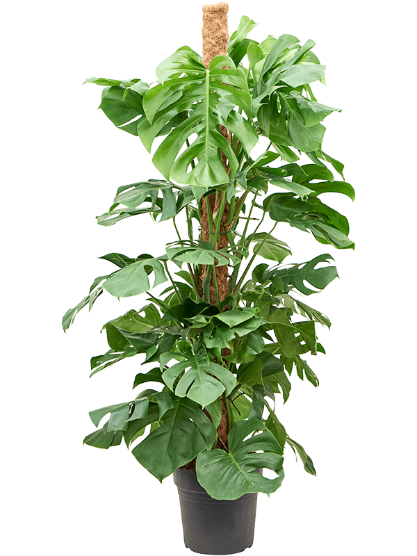 Monstera deliciosa.