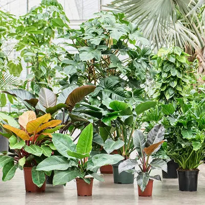 Plantes d'intérieur