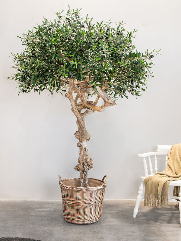 Olivier coffee artificiel.