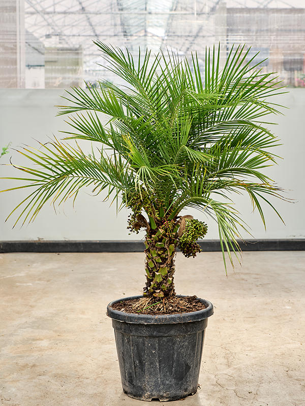 Phoenix roebelenii.