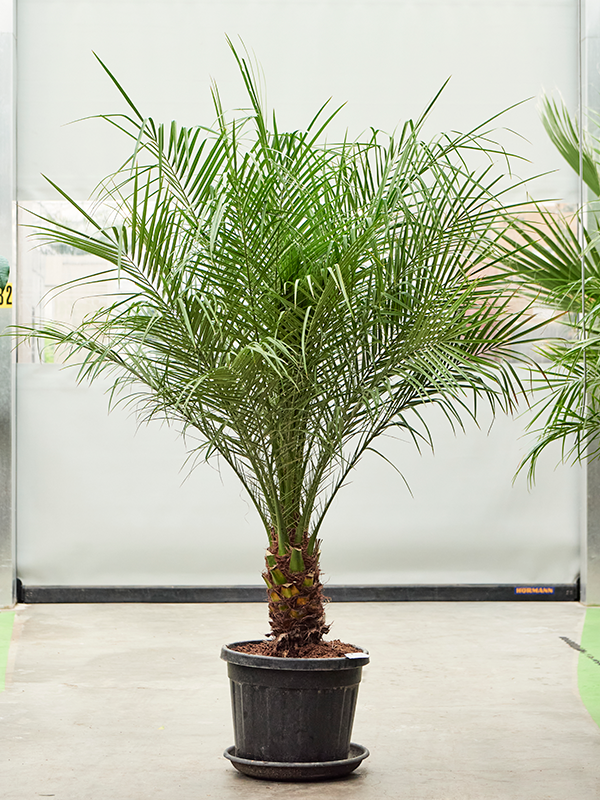 Phoenix roebelenii.