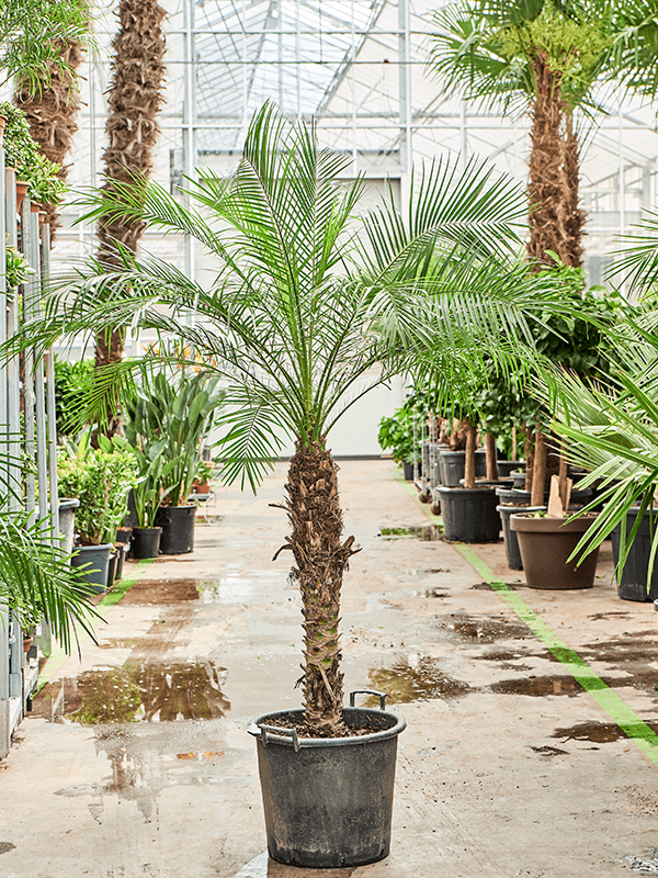 Phoenix roebelenii.
