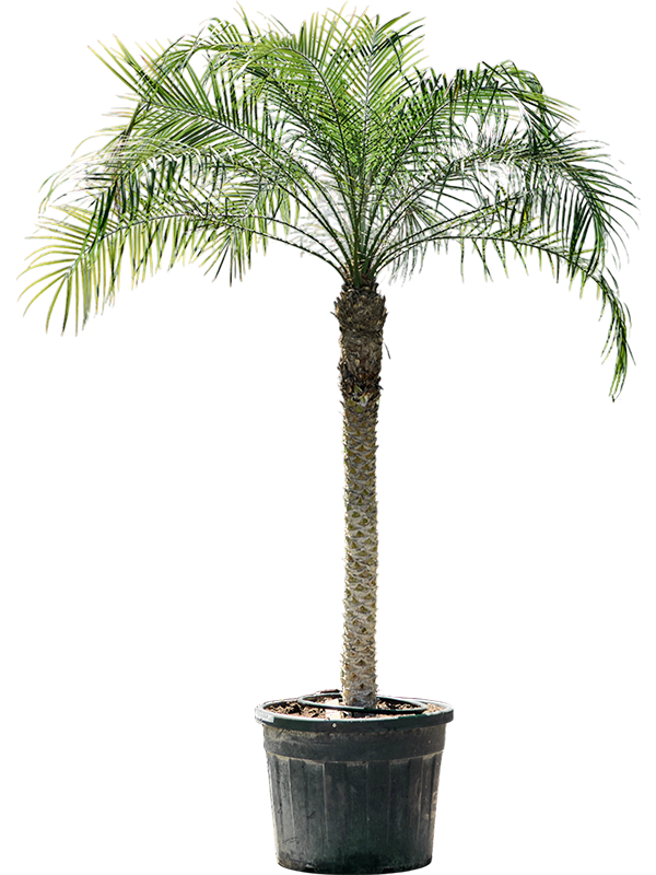 Phoenix roebelenii.