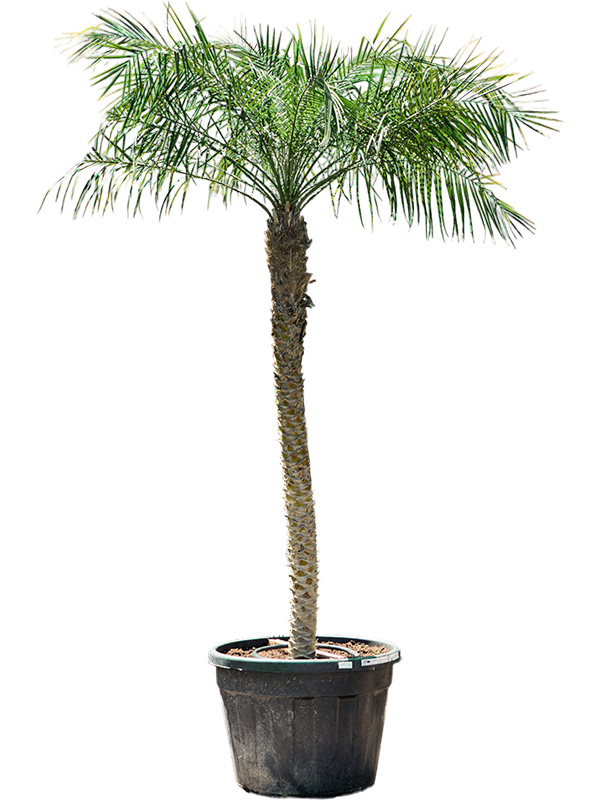 Phoenix roebelenii.