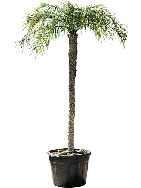 Phoenix roebelenii.
