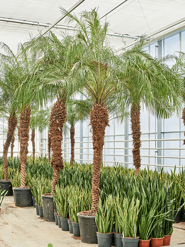 Phoenix roebelenii.