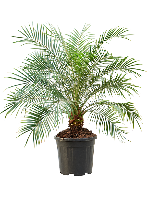 Phoenix roebelenii.