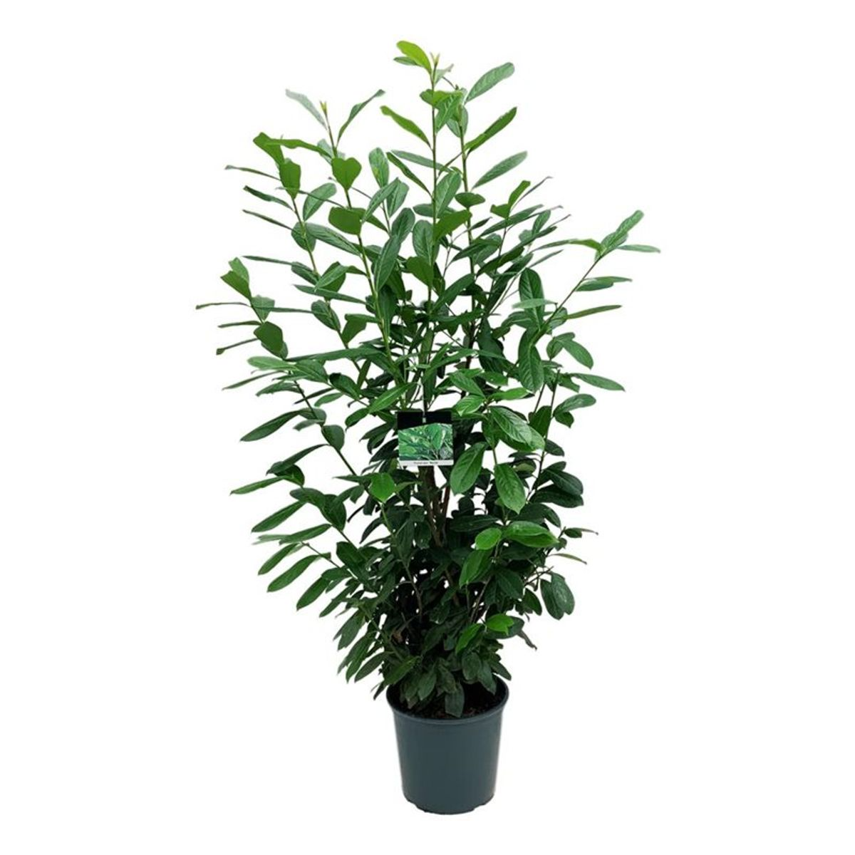 kirschlorbeer novita hornbach Prunus laurocerasus Novita